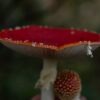 Amanita Muscaria