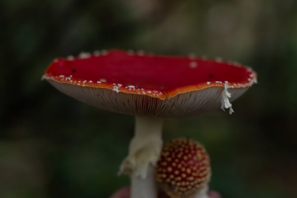 Amanita Muscaria