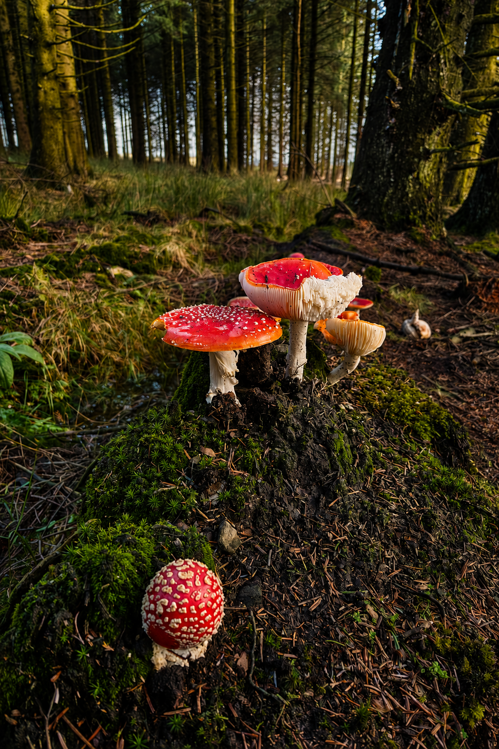 Amanita Muscaria