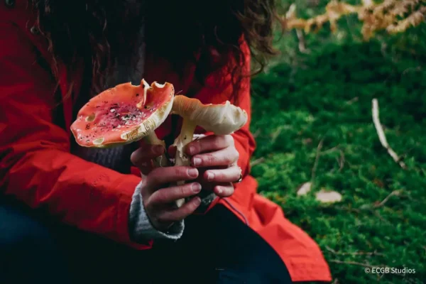 Amanita muscaria Amanita muscaria