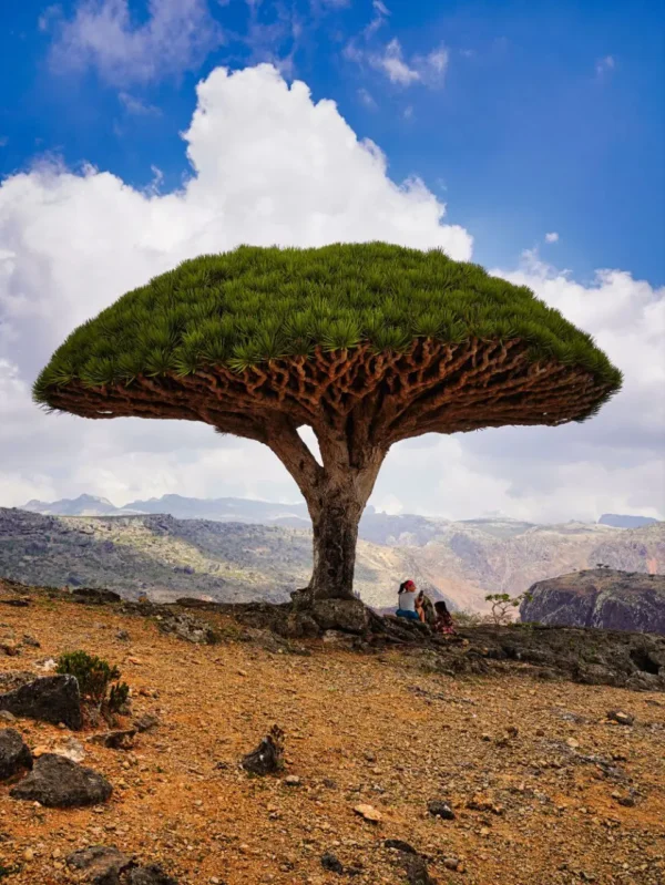 Dragons blood Dragons blood