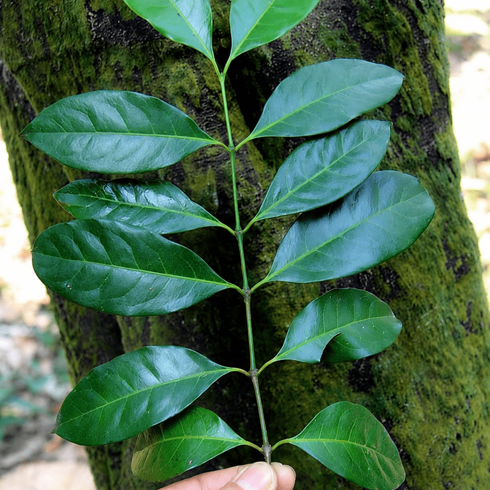 ChatGPT Image 27 lip 2026, 20_25_40 (2) Guayusa