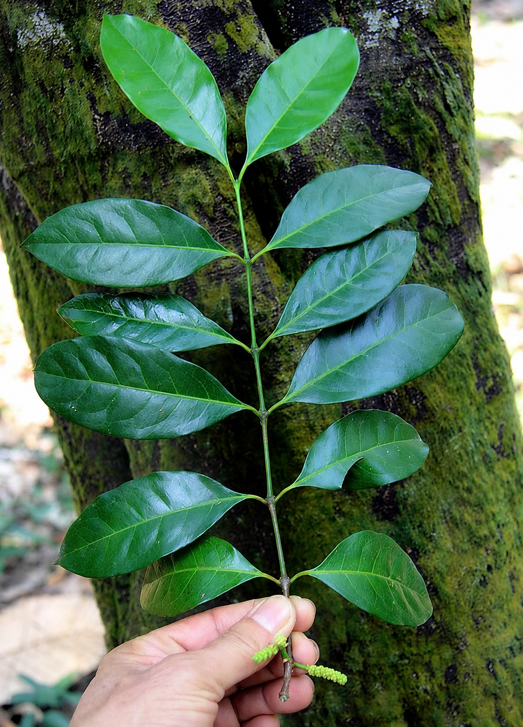 ChatGPT Image 27 lip 2026, 20_25_40 (2) Guayusa