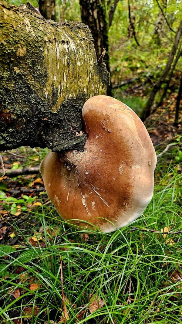 Białoporek brzozowy