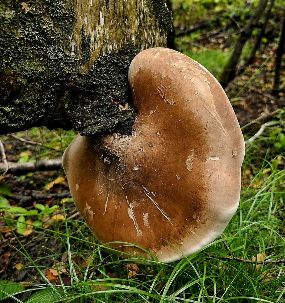 Białoporek brzozowy