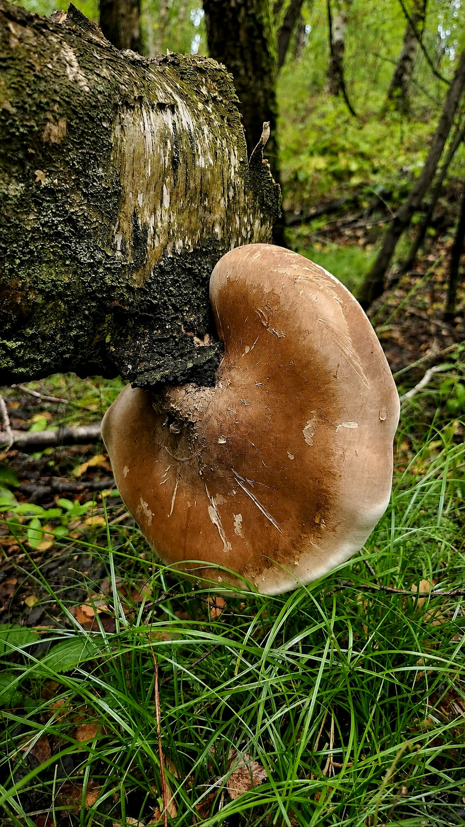 Białoporek brzozowy